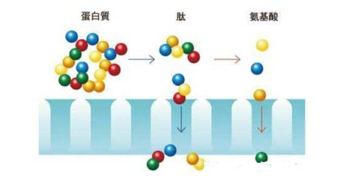 一篇大實話丨讀懂年輕五歲，速來圍觀